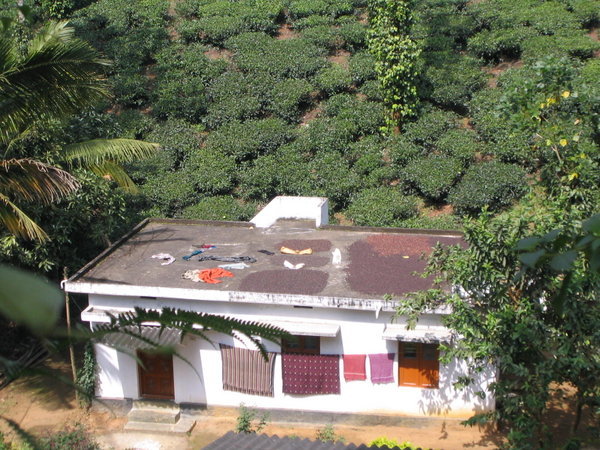 Closer view of rooftop coffee drying operation 