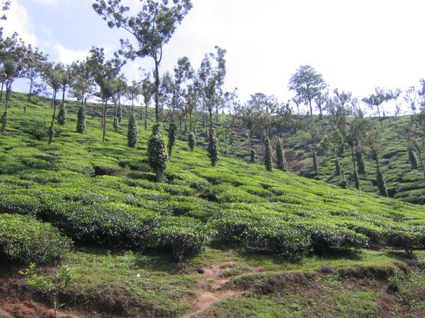 Tea plantation, trees with pepper vines interspersed