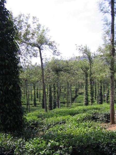 Tea plantation, trees with pepper vines interspersed