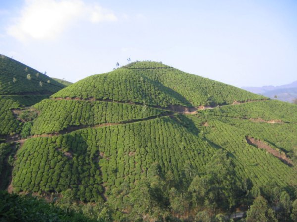 Tea covered hill in Munnar