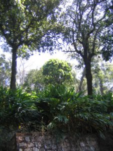 Cardamom plantation