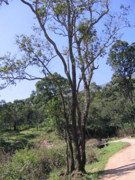 Sandalwood Tree