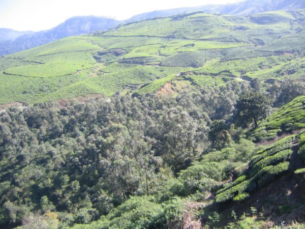 More view of tea & forests