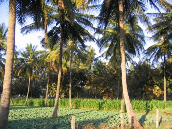 Cabbage, maize, and coconuts