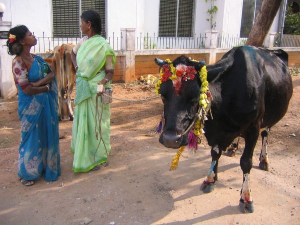 Two women with the flowered cow