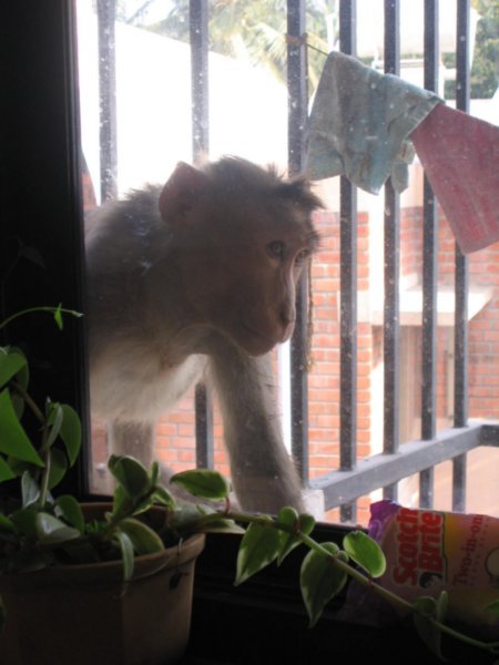 Monkey outside kitchen window
