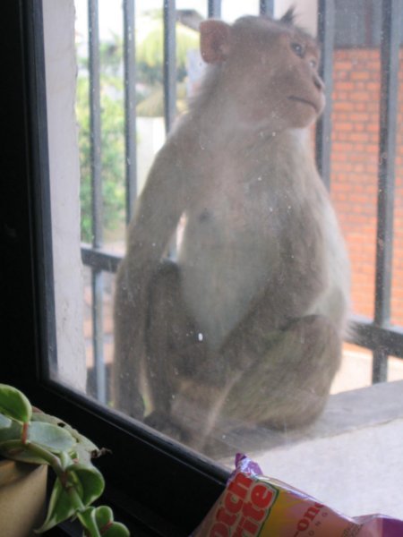 Monkey outside kitchen window