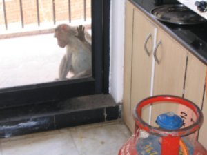 Monkey outside kitchen door to balcony