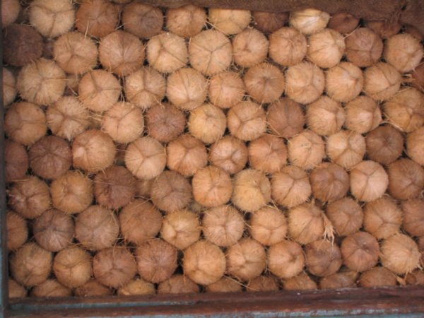 Coconuts in Deveraj Market