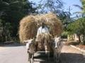 Man on cart with hay