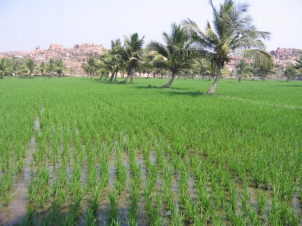 Rice paddies - view from guesthouse in Hampi