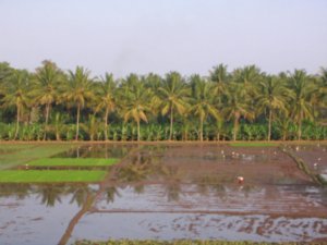 Rice fields - view from the train to Hampi