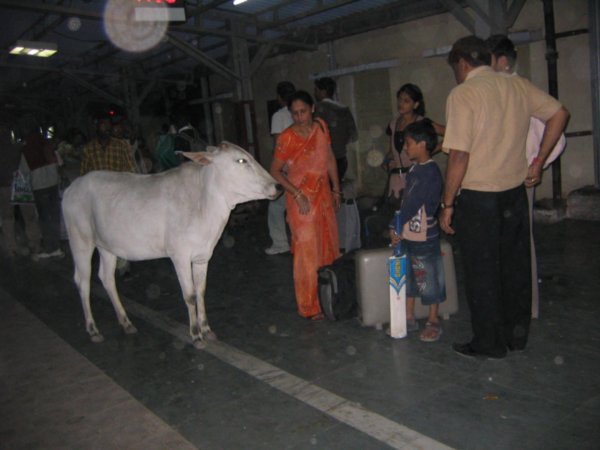 Cow on a train platform (en route between Agra and Delhi)