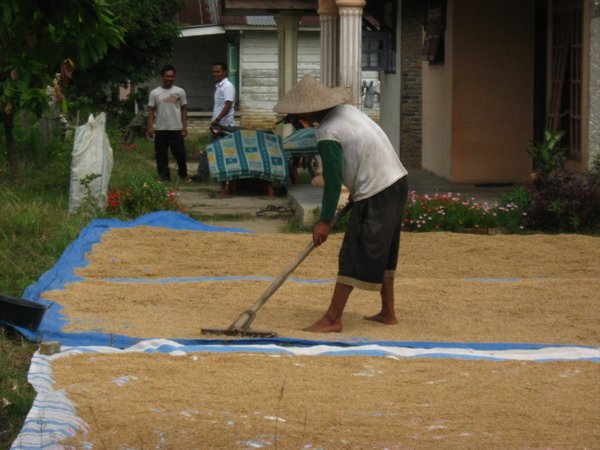 Riisit kuivumassa