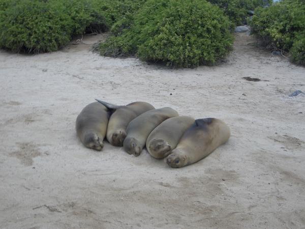 Seal Huddle