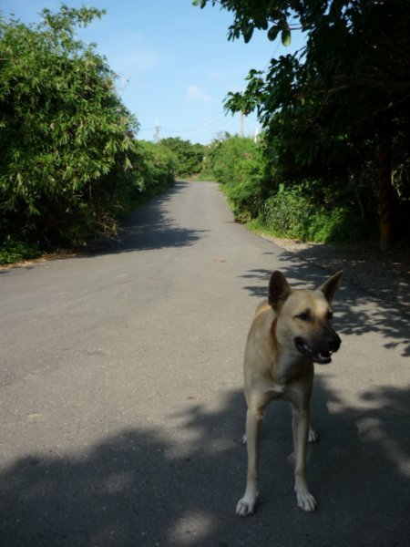 Dog at the Southern Most Point