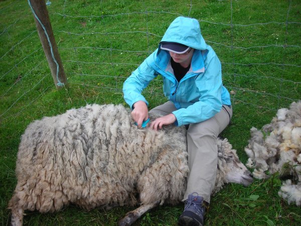 Shearing Thomas