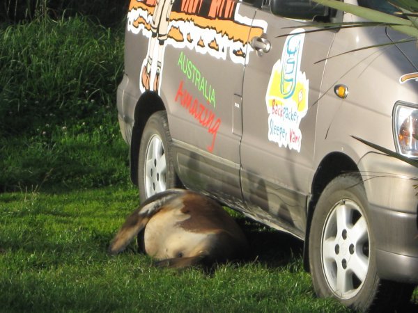 Seal Sleeping Under Van