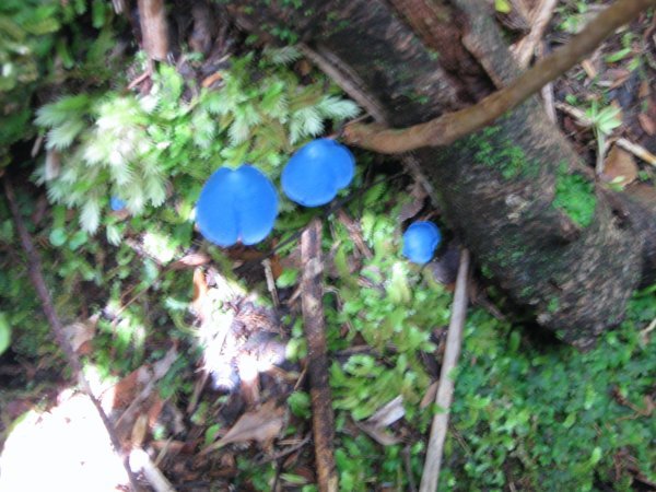Blue Mushrooms!?