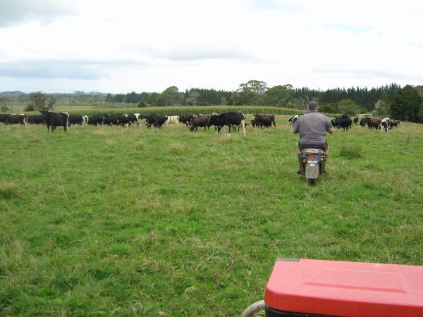 Rounding Up the Cows