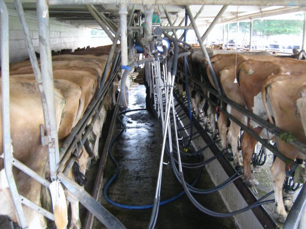 Milking the Cows