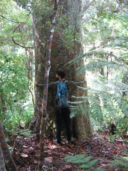 Sean & a Kauri Tree