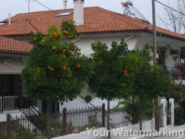 Sour Orange Street Trees