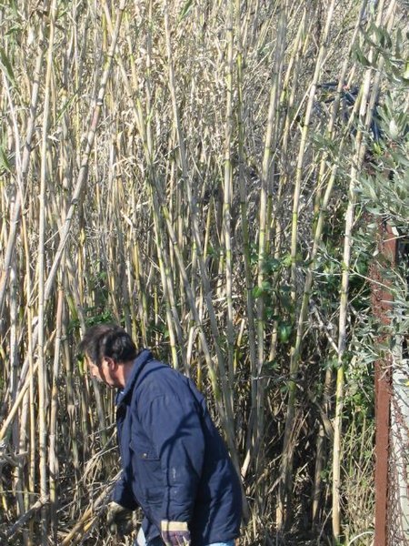 Michael cutting bamboo cane