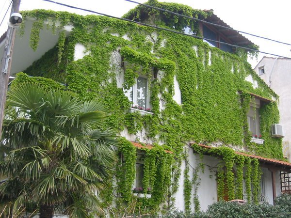 Clematis covered building