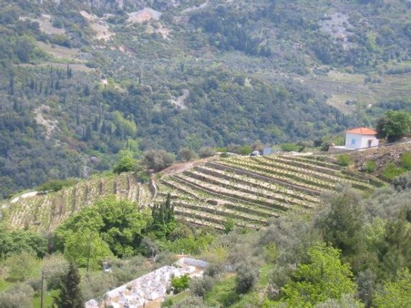 Vines terraced near Manolates