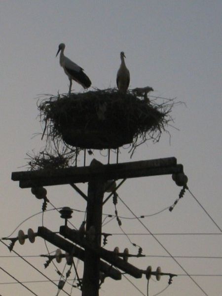 Storks and their Nest
