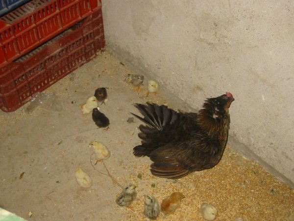 One of Lakis hens