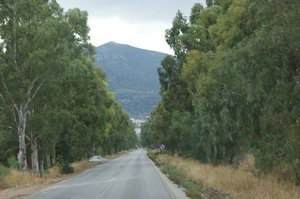 Gum Tree lined road