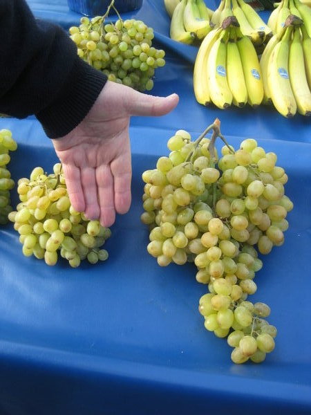 Large Hand of Grapes