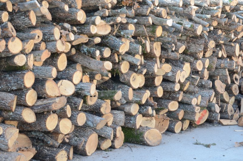 Timber logs 