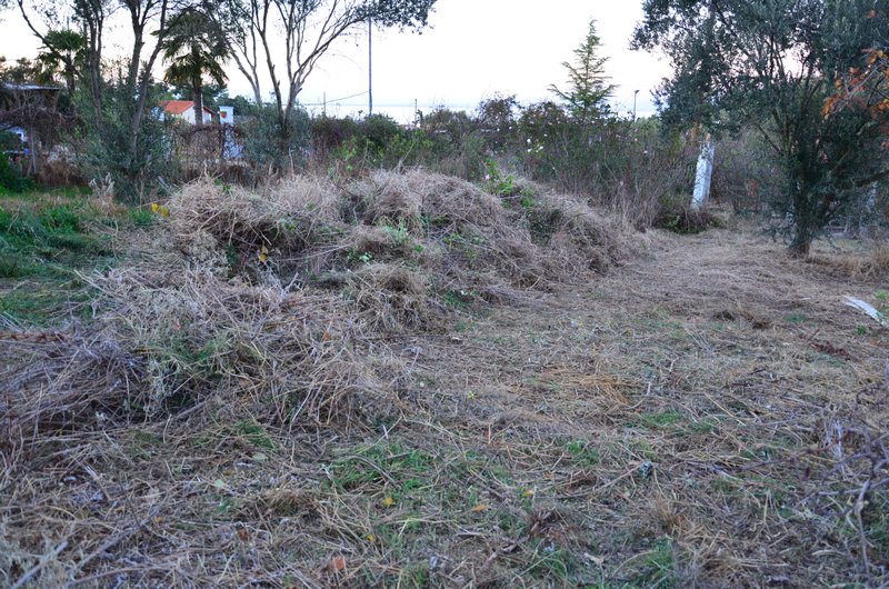 Pile of cleared vegetation