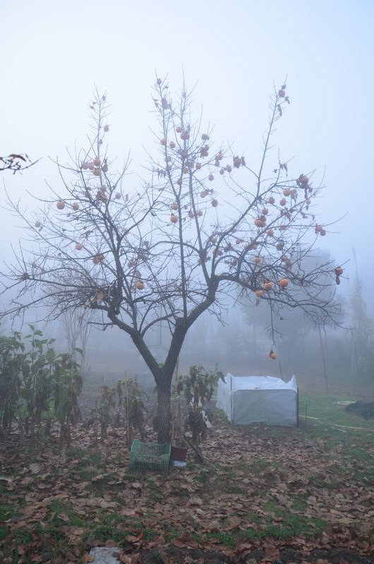Persimmon in Fog