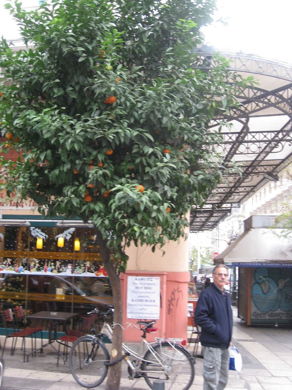 Citrus Street Trees Salonika