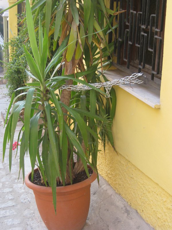 Chained houseplant on Street