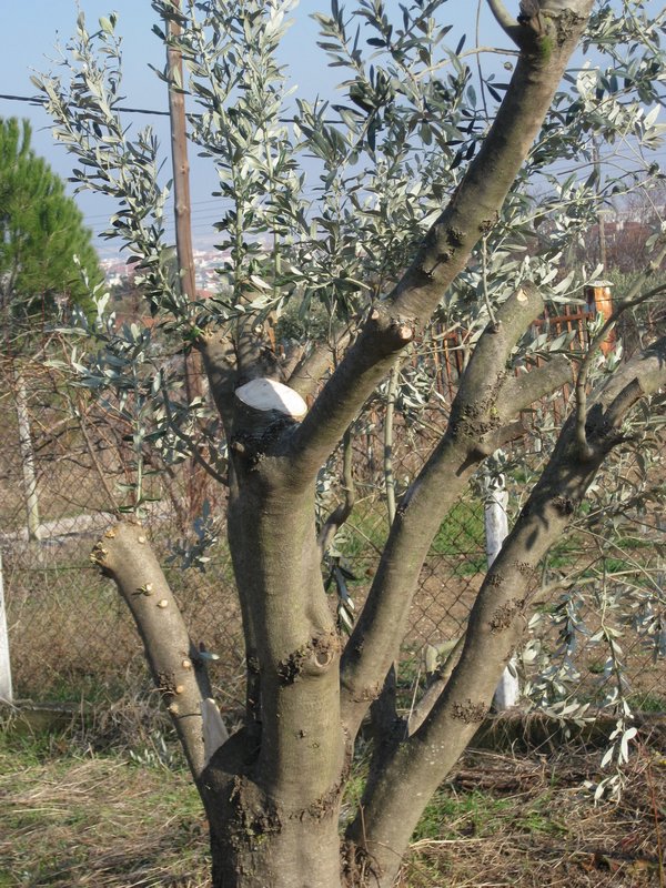 Pruned Olive Tree