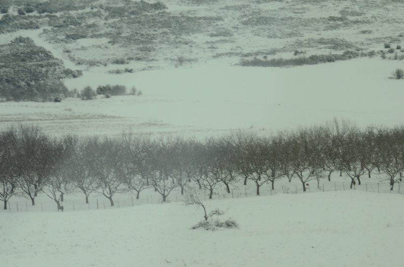 Fruit trees in the snow