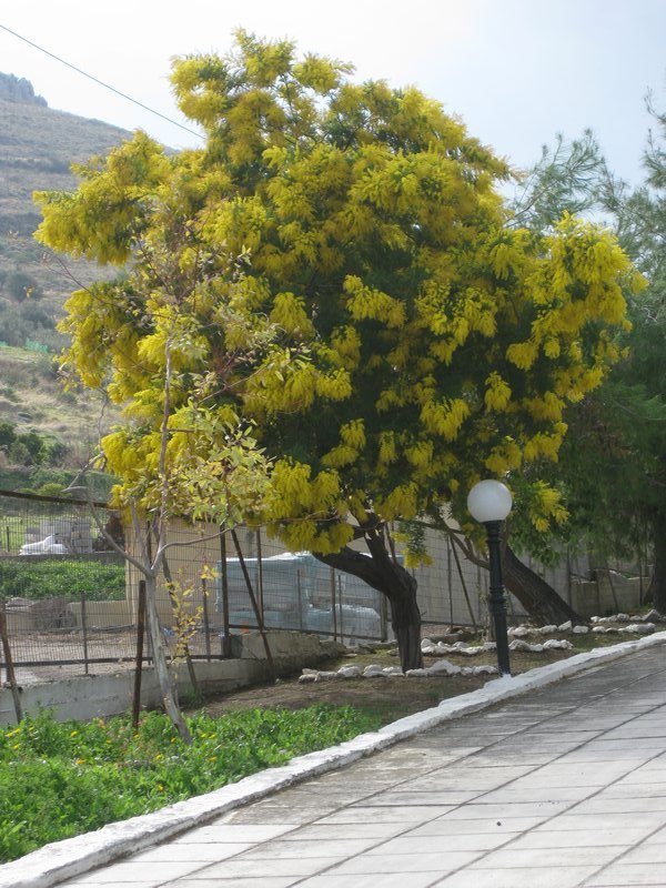 Wattle Tree, Corinth