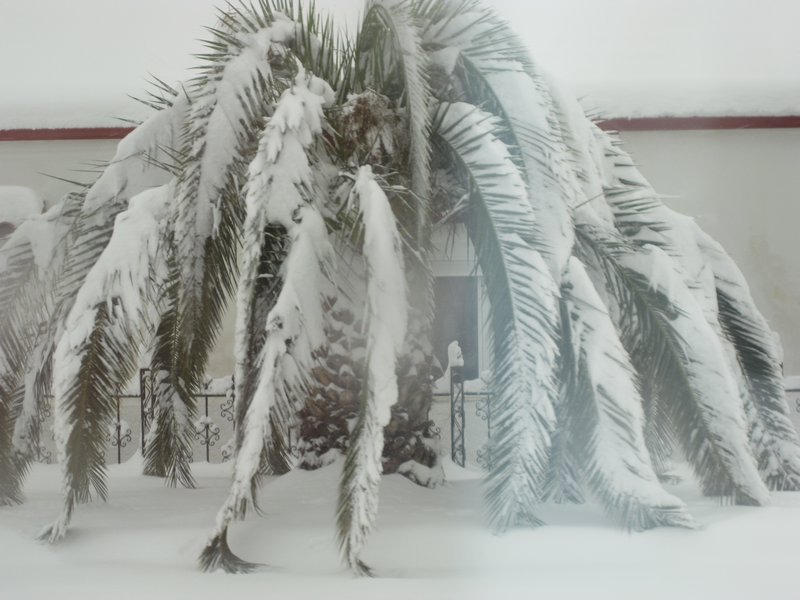 Palm tree with snow