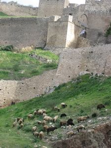 Sheep Grazing near Ancient Castle Walls