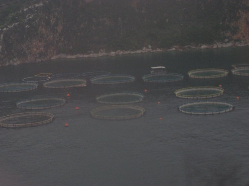 Fish Farming Circles
