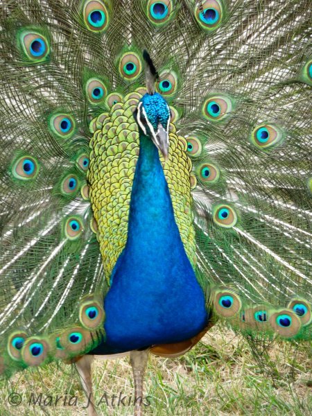 Peacock / Pavo Real