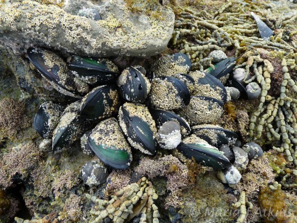 Green Lipped Mussels / Mejillones Verdes