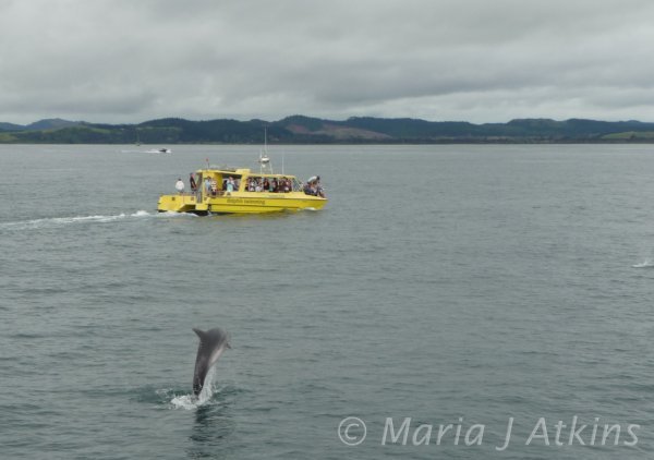 Dolphin Watching Boat / Barco de Avistamiento de Delfines
