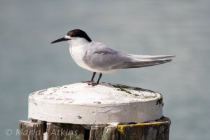 White-fronted Tern / Gaviotín de Frente Blanco