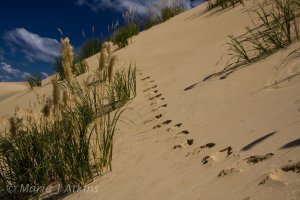 Sand Dunes / Dunas de Arena
